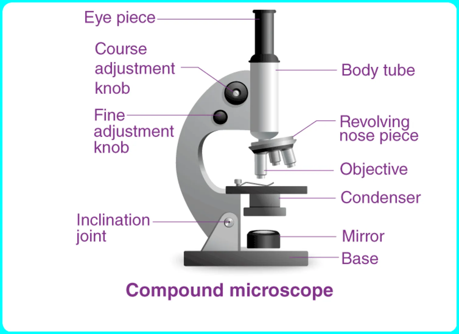 How Physical Compound Light Microscopes Are Operated | Shelly Lighting
