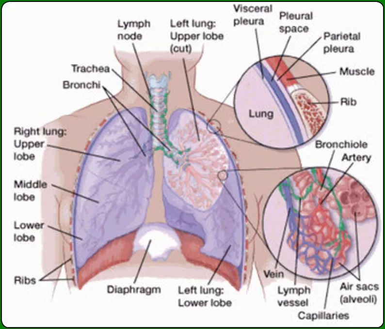 small cell lung cancer, early signs of lung cancer, stage 1 lung cancer symptoms, stage 4 lung cancer, lung cancer survival rate