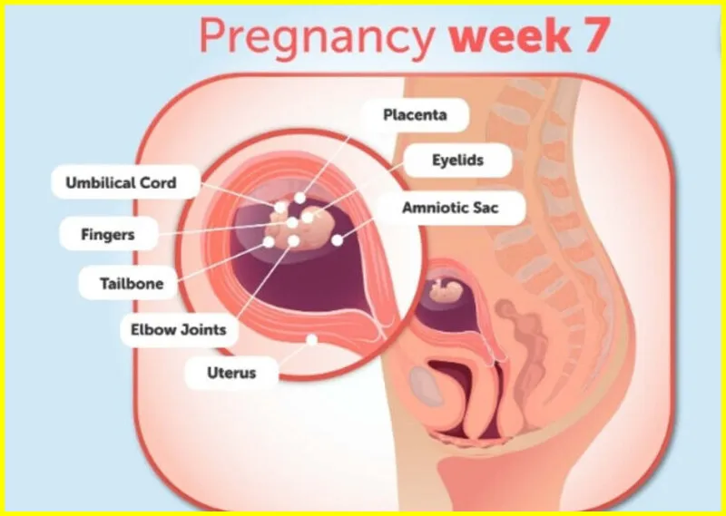 7 week ultrasound, 7 week ultrasound pictures, 7 week ultrasound 3d, twins 7 week ultrasound, 7 week ultrasound twins one sac..