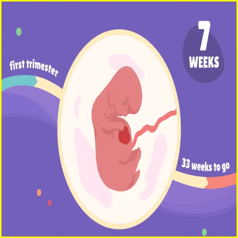 At your ultrasound week 7, you will be able to see your baby's heart and all four chambers. 2