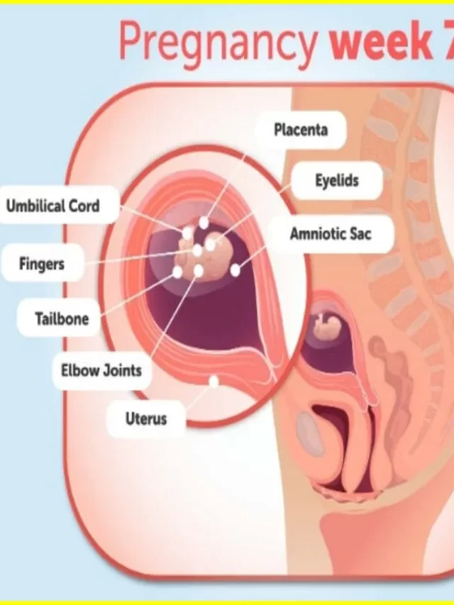 At your ultrasound week 7, you will be able to see your baby's heart and all four chambers