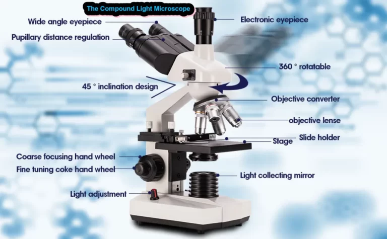 Compound Light Microscope