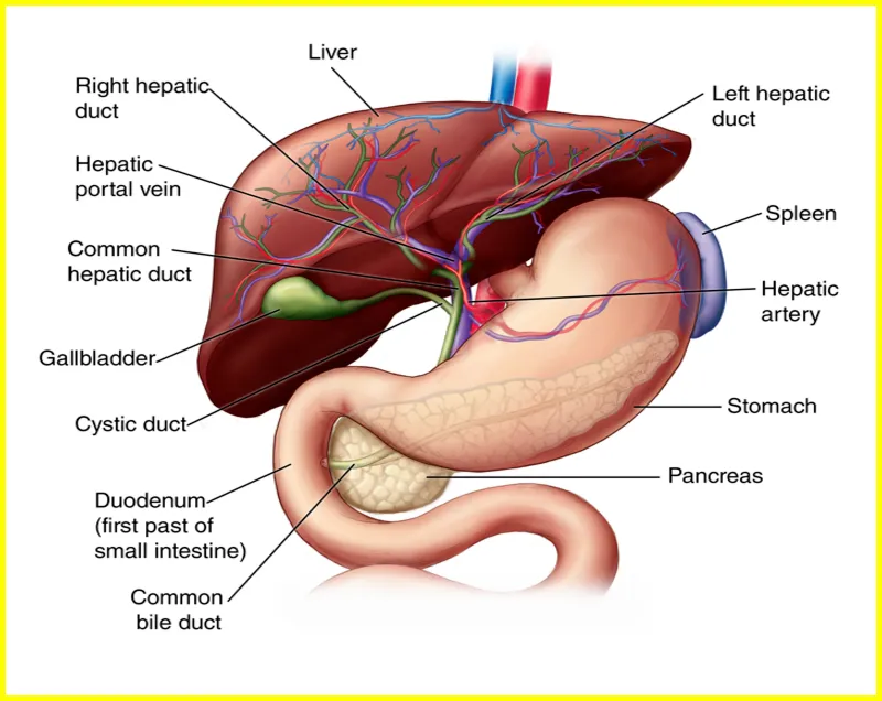 Normal liver ultrasound