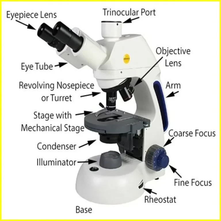 Compound Light Microscope Parts