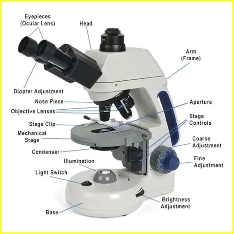 compound microscope