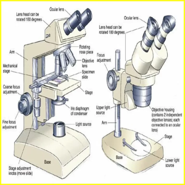 compound microscope labeled