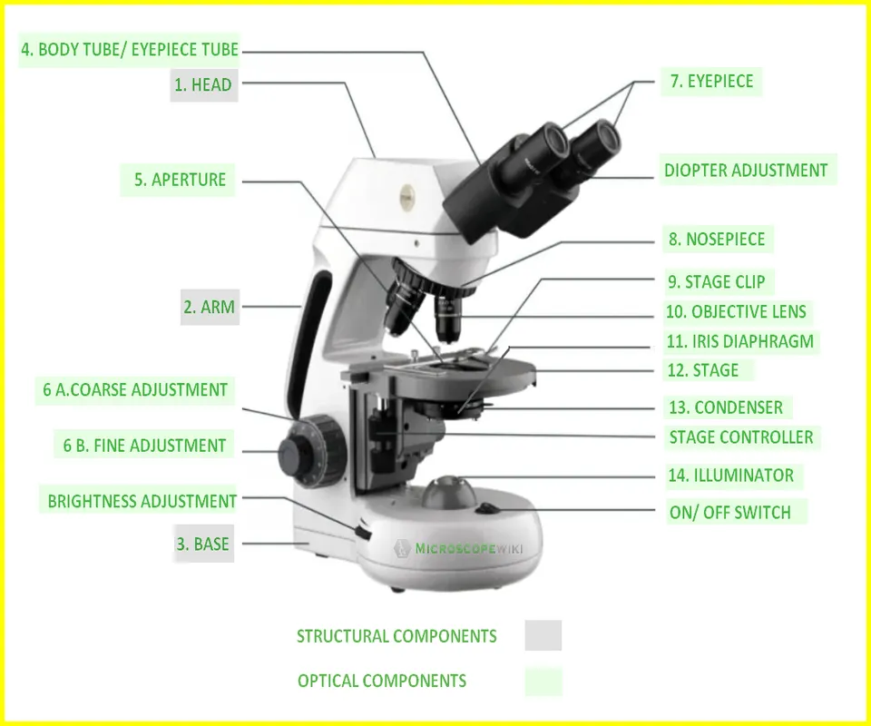Parts of Microscope Labeled, Functions, Best Specifications 23