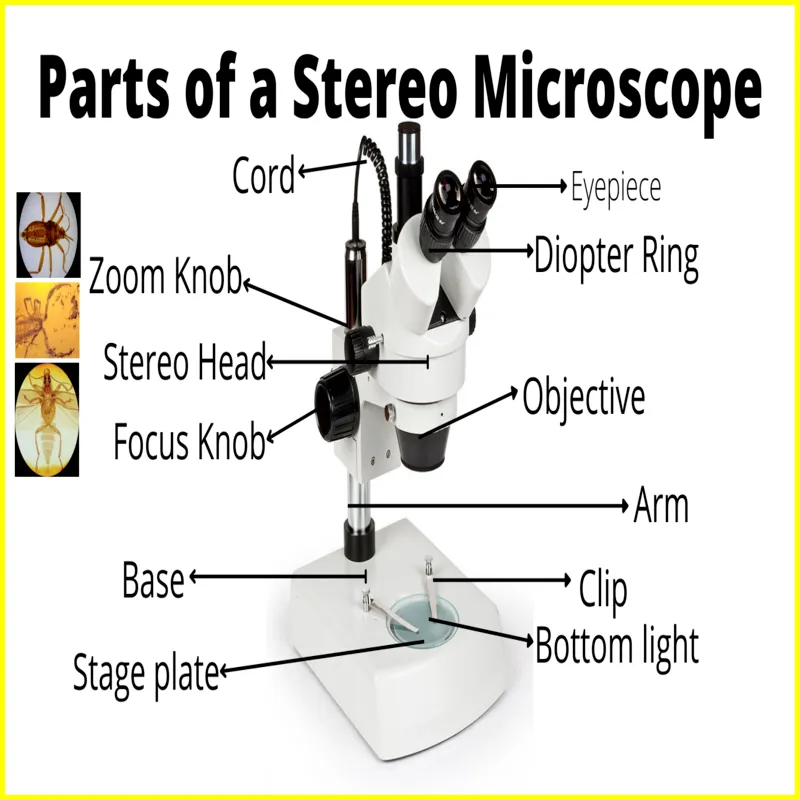 What Is A Stereo Microscope, And What Does It Do Best Procedure 24?